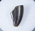 Partial Tyrannosaurid Tooth - Montana #12807-1